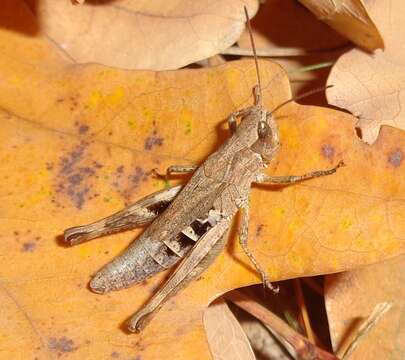 Image of Chorthippus (Glyptobothrus) macrocerus (Fischer von Waldheim 1846)