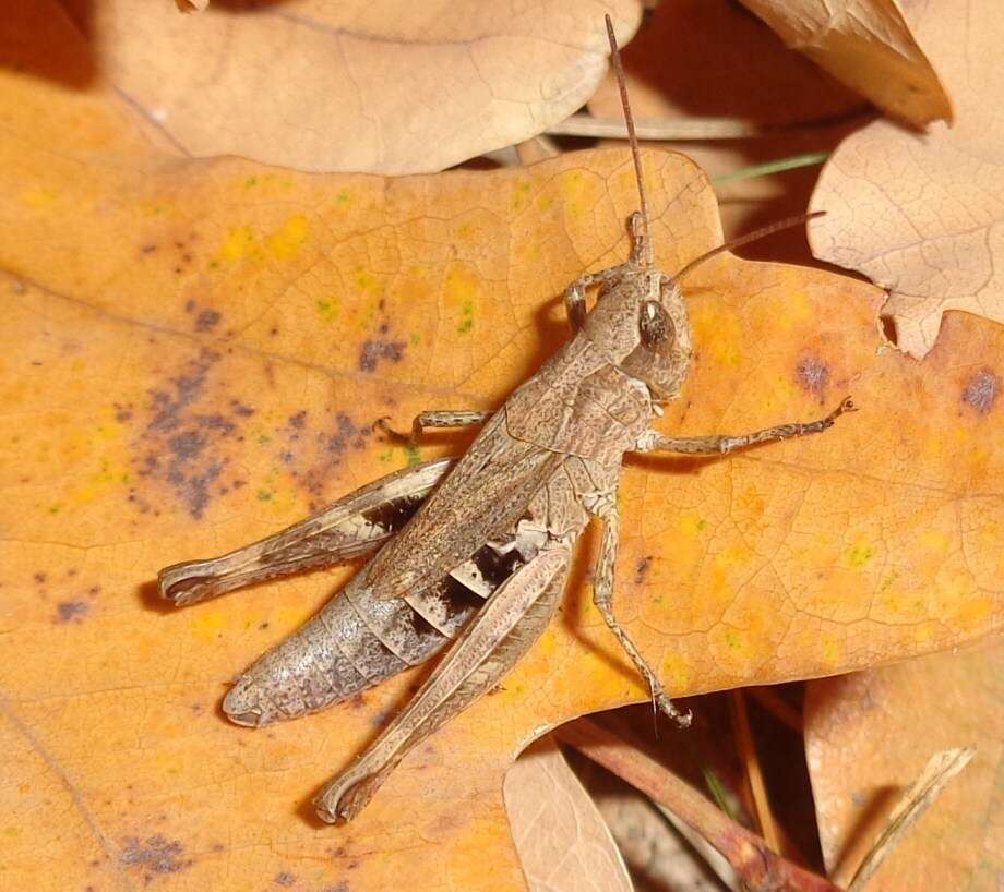 Image de Chorthippus (Glyptobothrus) macrocerus (Fischer von Waldheim 1846)