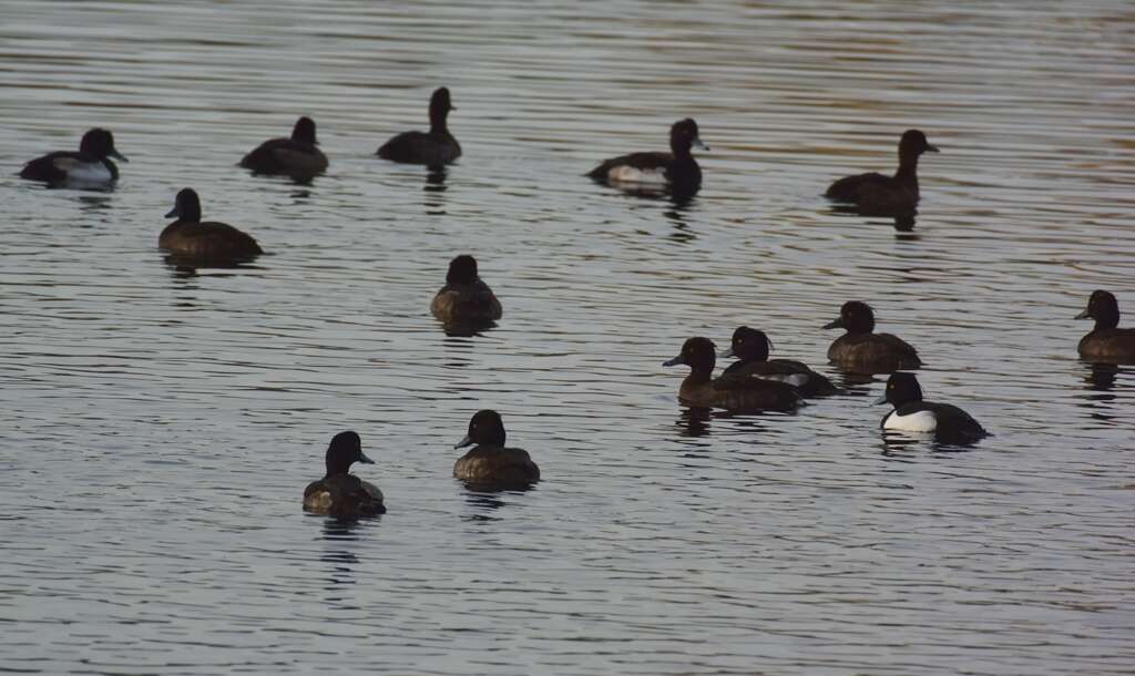 Image of Tufted Duck