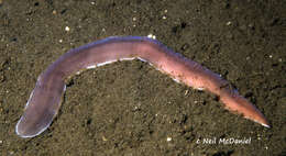 Image of black ribbon worm