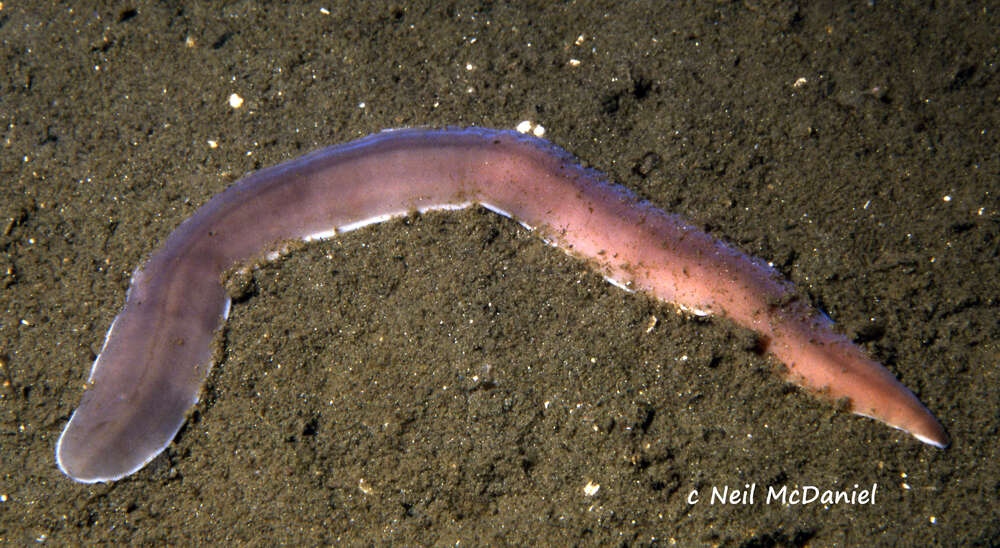 Image of black ribbon worm