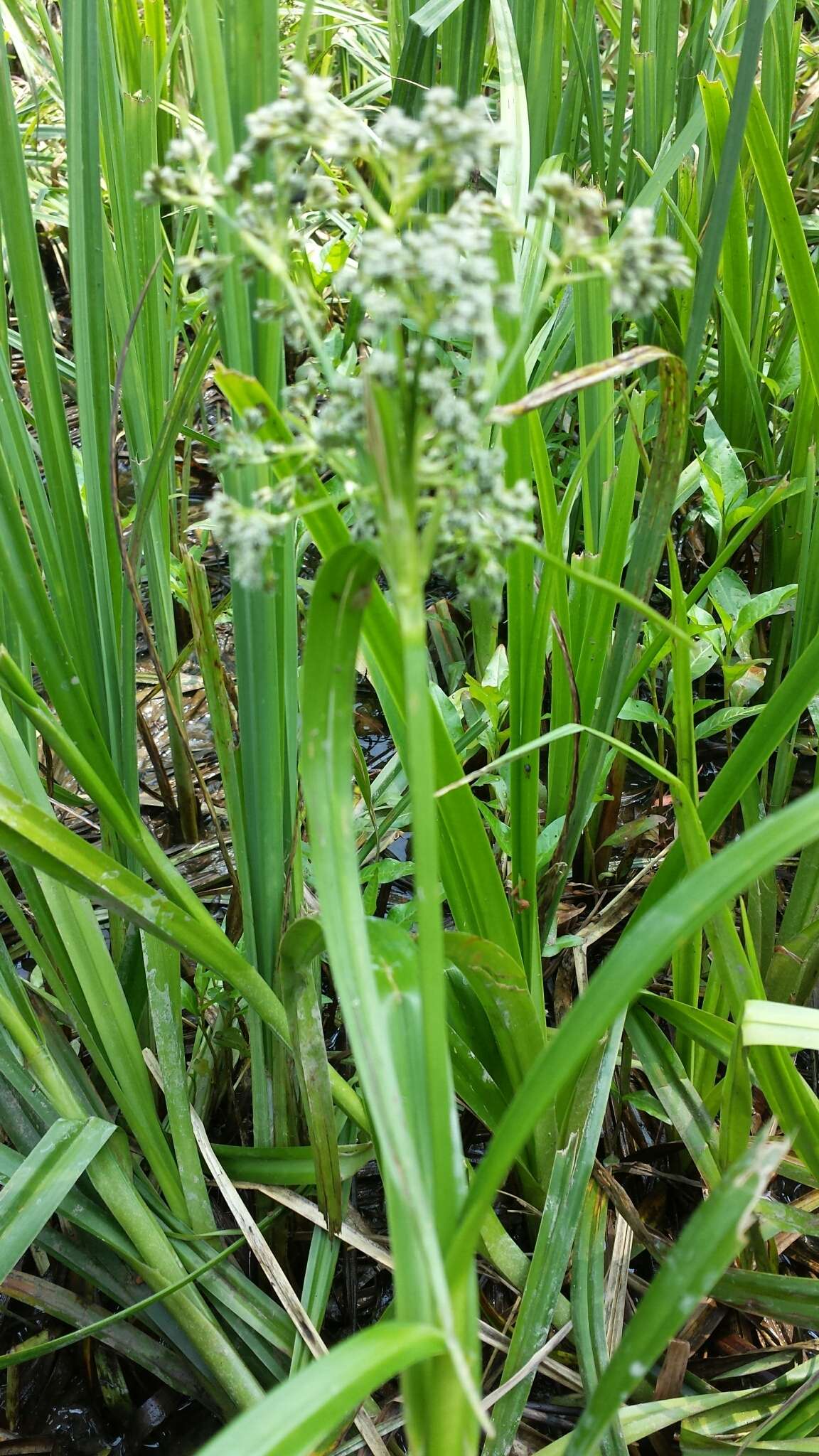 Слика од Scirpus sylvaticus L.