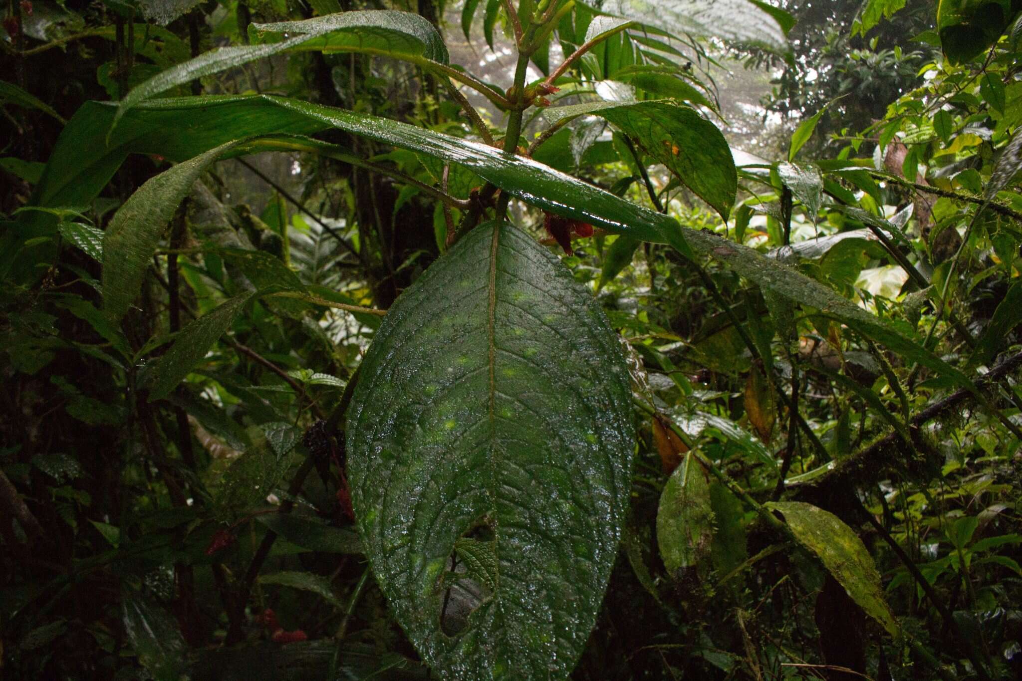 Image of Glossoloma tetragonum Hanst.