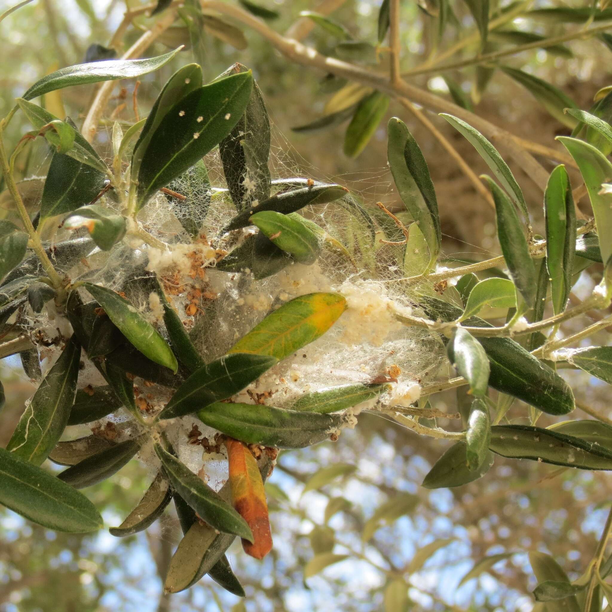 Image of Olive psyllid