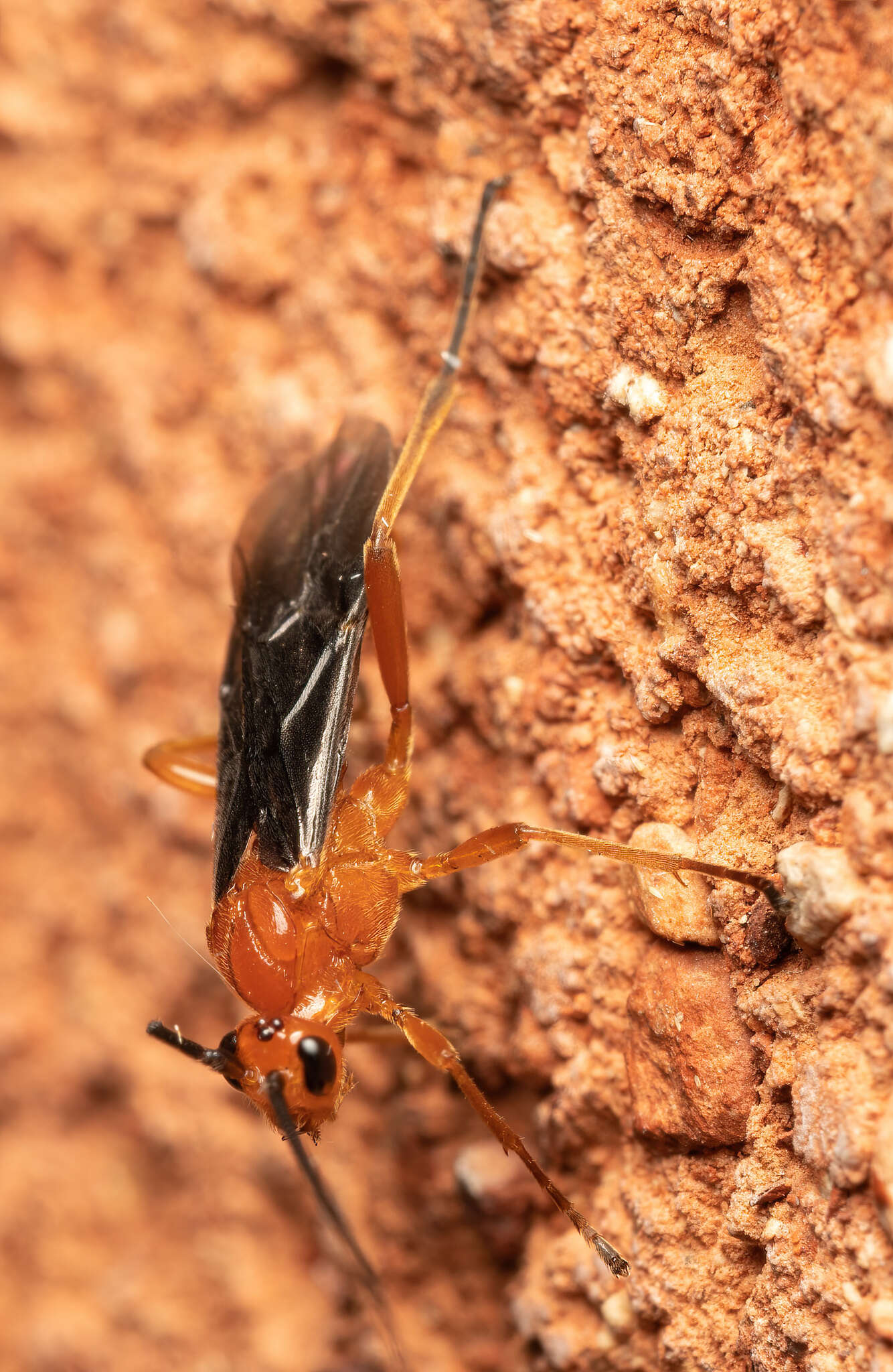 Image of Aleiodes politiceps (Gahan 1917)