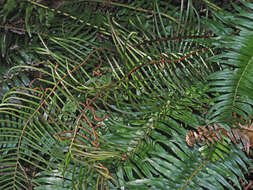 Image of Glossy Deer Fern