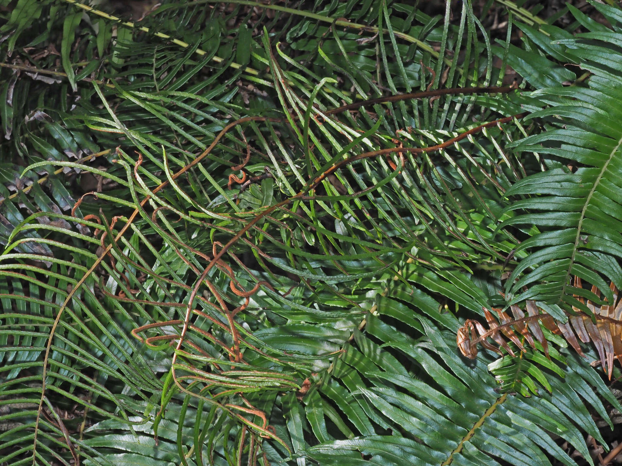 Image of Glossy Deer Fern