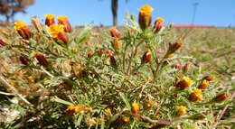 Image of fetid marigold