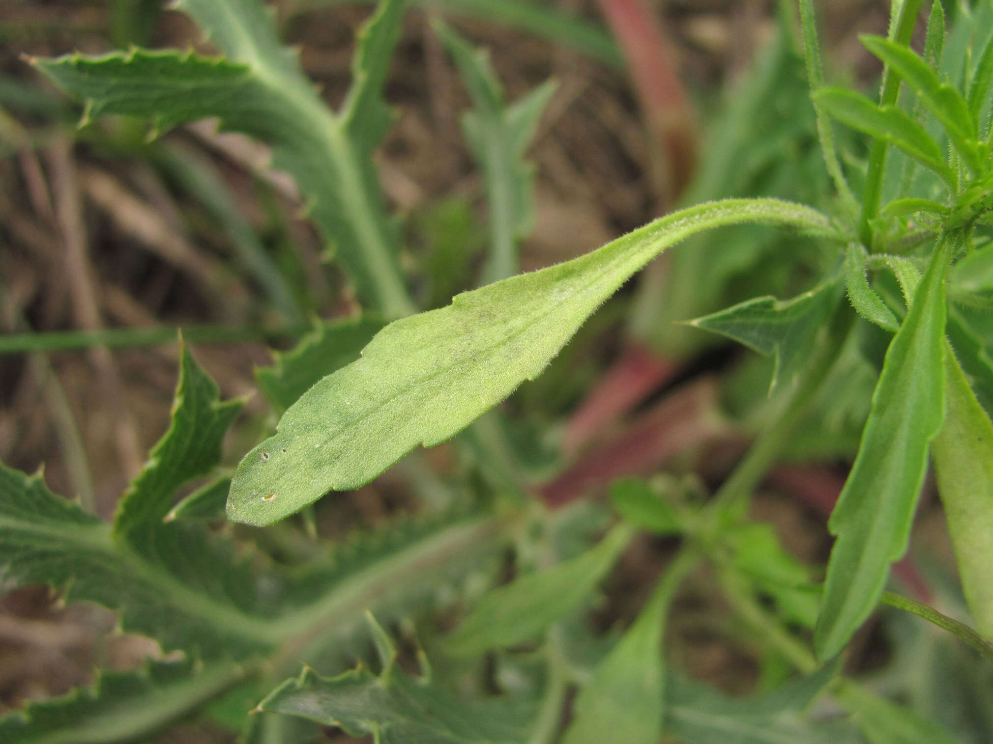 Image of Peronospora violae