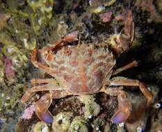 Image of blue-leg swimcrab