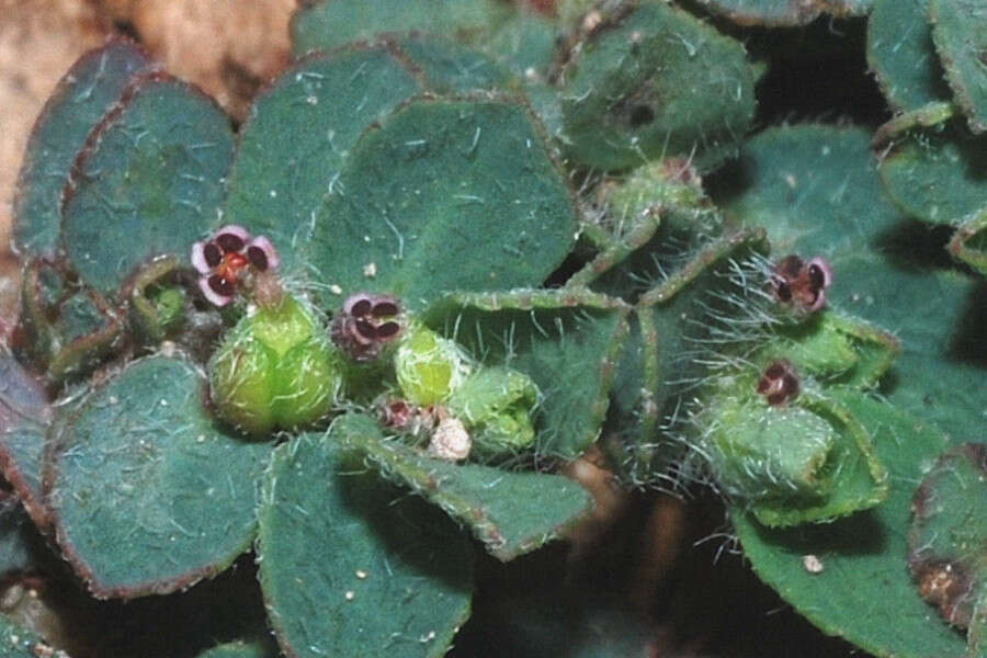 Imagem de Euphorbia stictospora var. stictospora