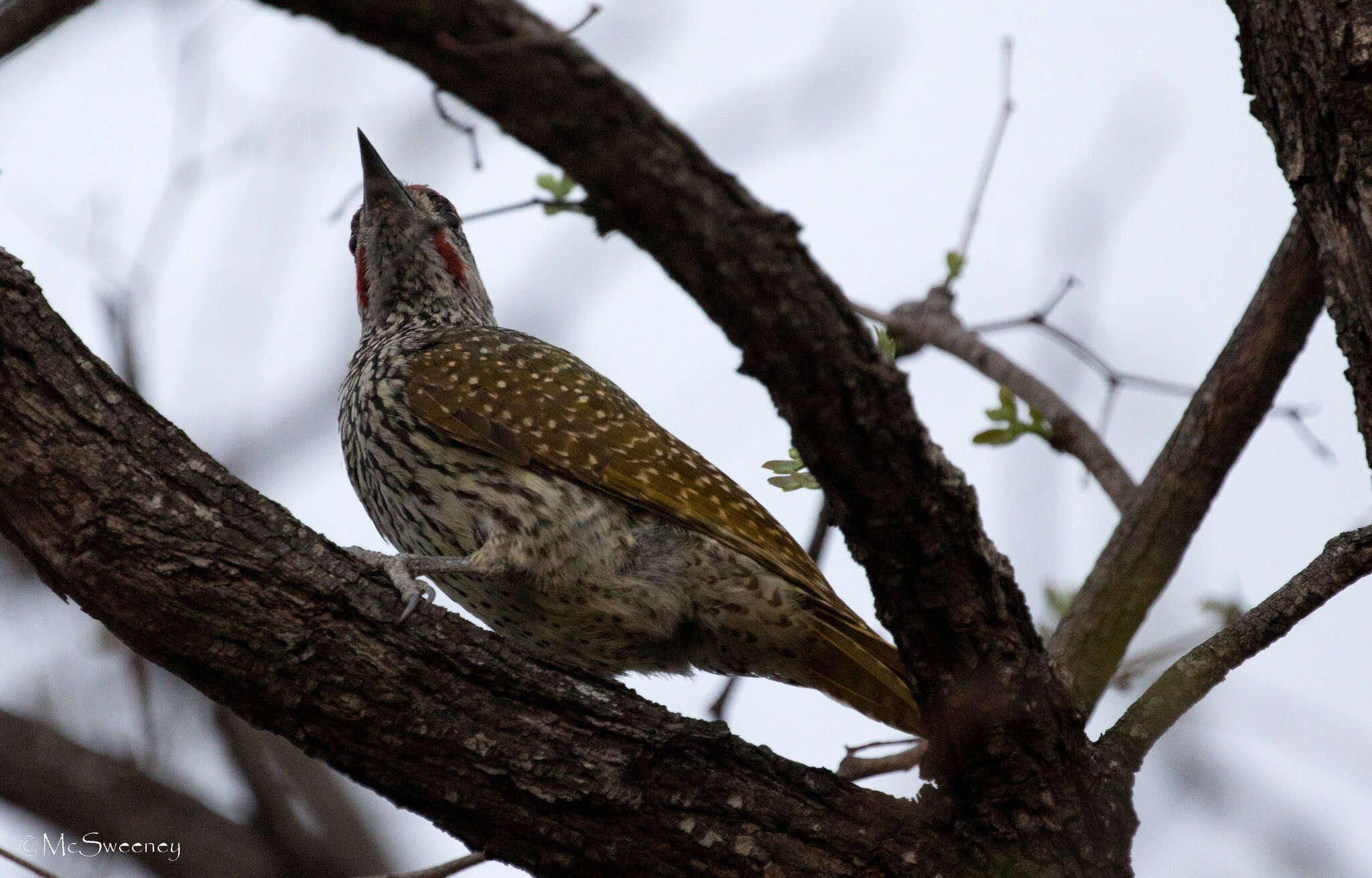 Image of Golden-tailed Woodpecker