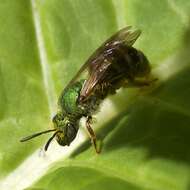 Image of Bicolored Agapostemon