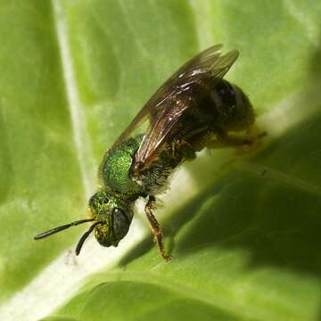 Image of Bicolored Agapostemon