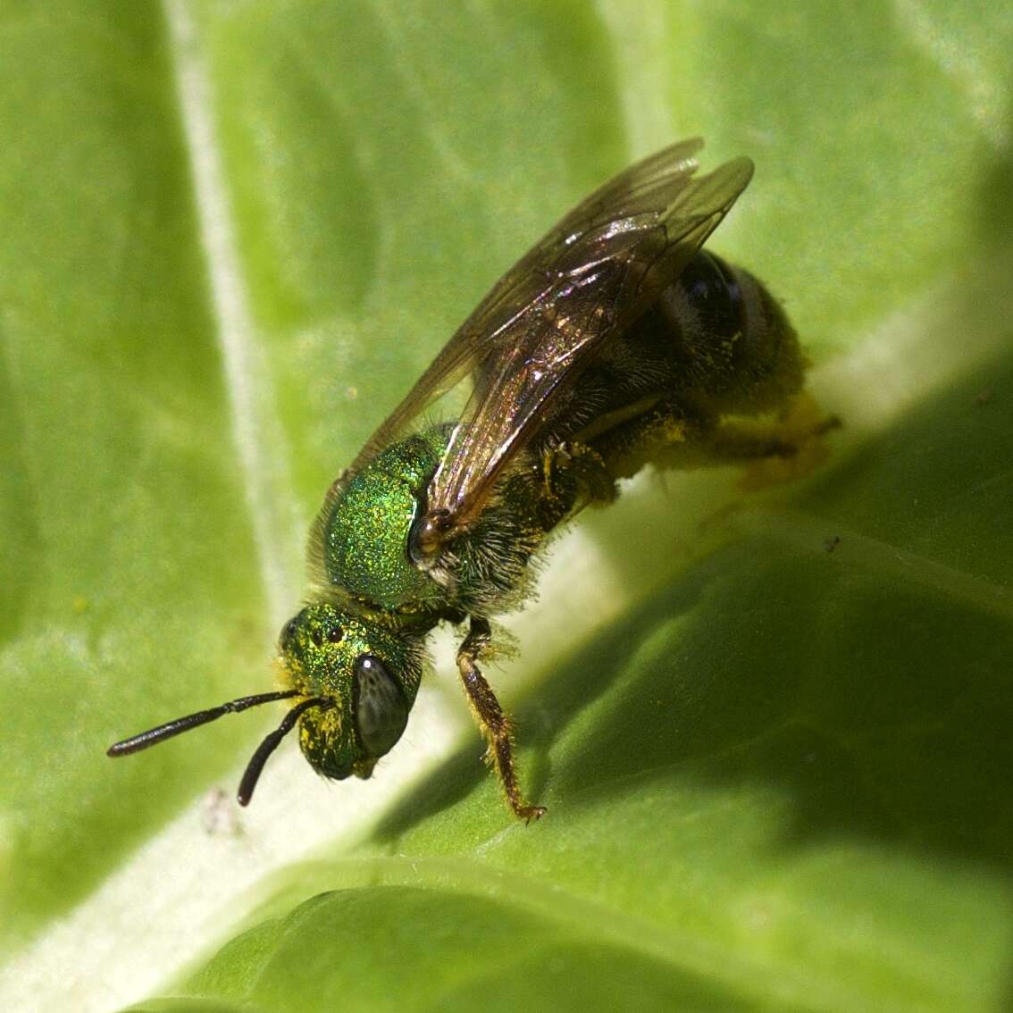 Image of Bicolored Agapostemon