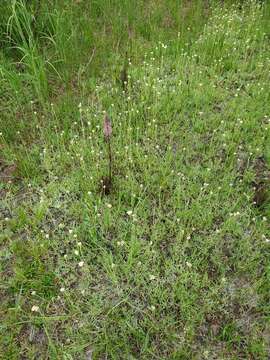 Antennaria corymbosa E. E. Nelson resmi