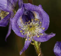 Sivun Aconitum columbianum subsp. columbianum kuva