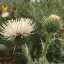 Image of Cirsium cymosum var. cymosum