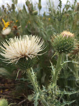 Image of Cirsium cymosum var. cymosum