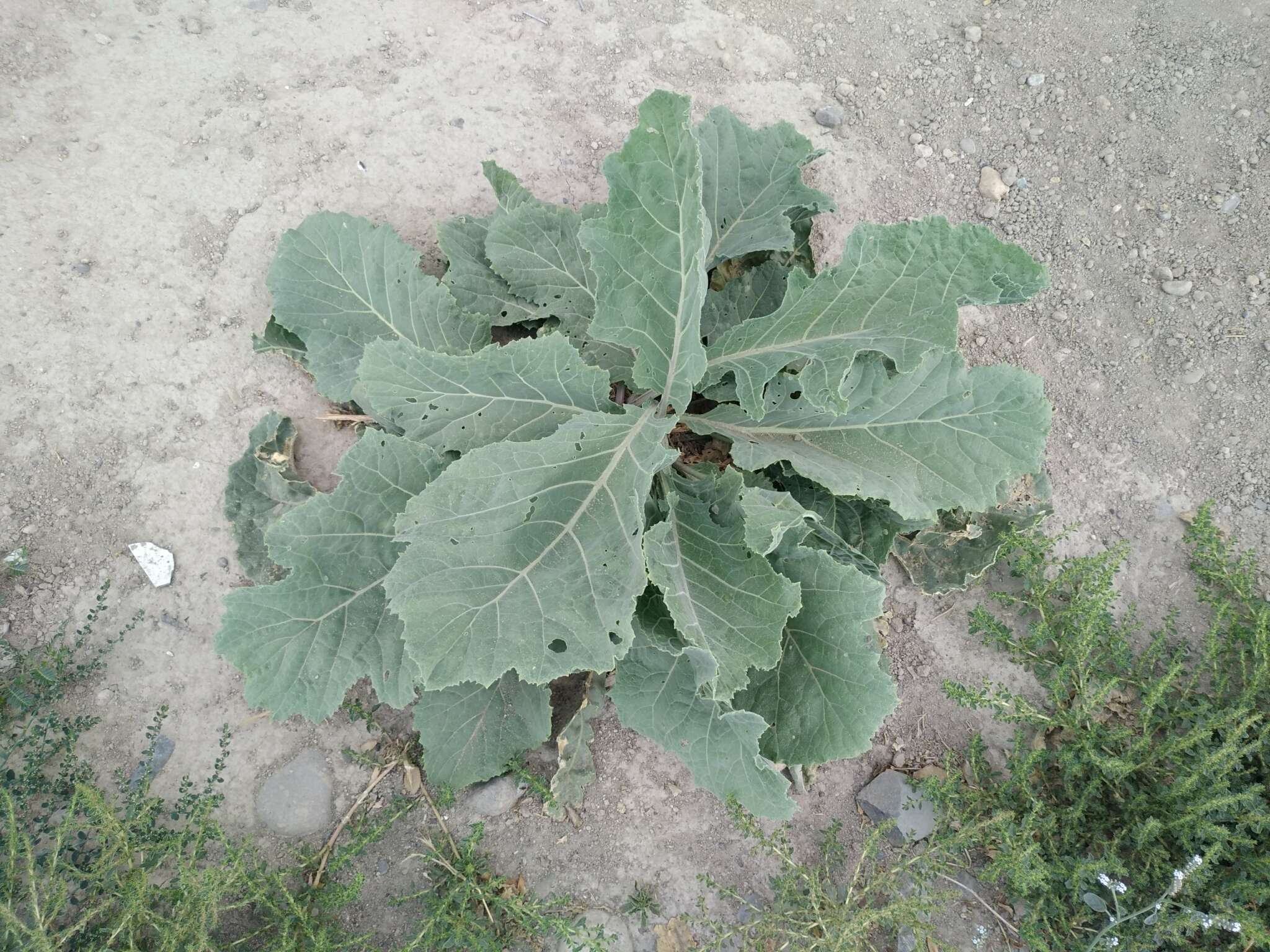 Image of Crambe orientalis L.