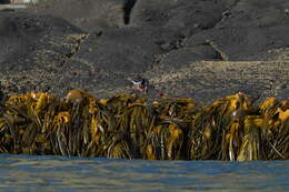 Image of Chatham Island Pied Oystercatcher