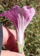 Image of Ipomoea oenotheroides (L. fil.) A. Meeuse & Welman