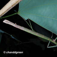 Image of Ramulus rotundus (Chen, S. C. & Y. H. He 1992)