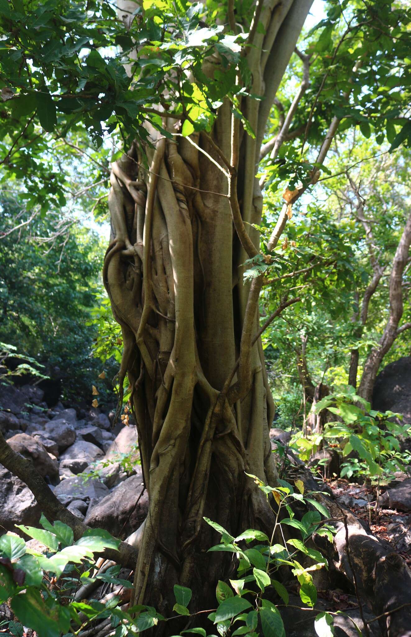 Image of Ficus talbotii King