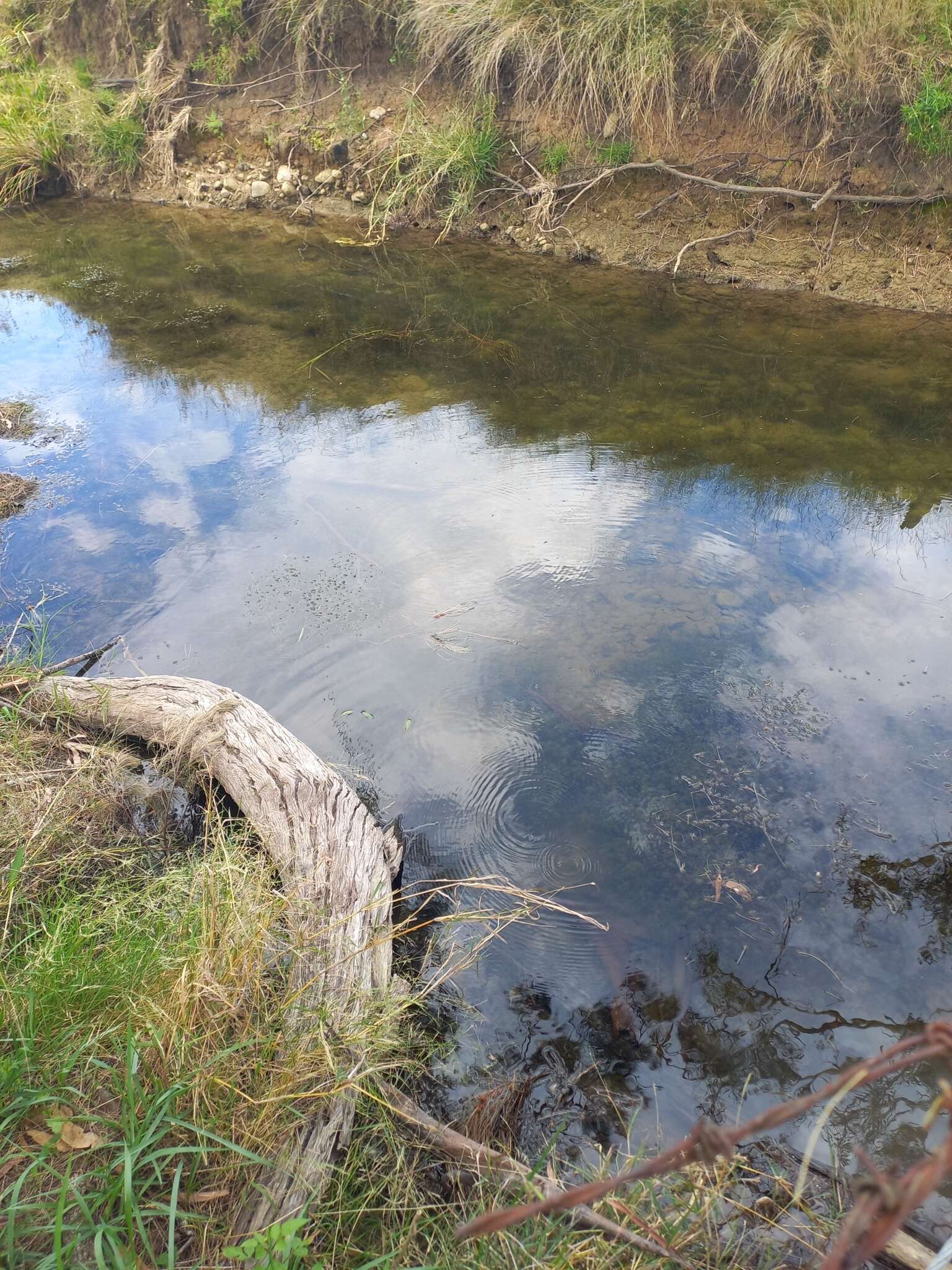 Image of Lychnothamnus barbatus