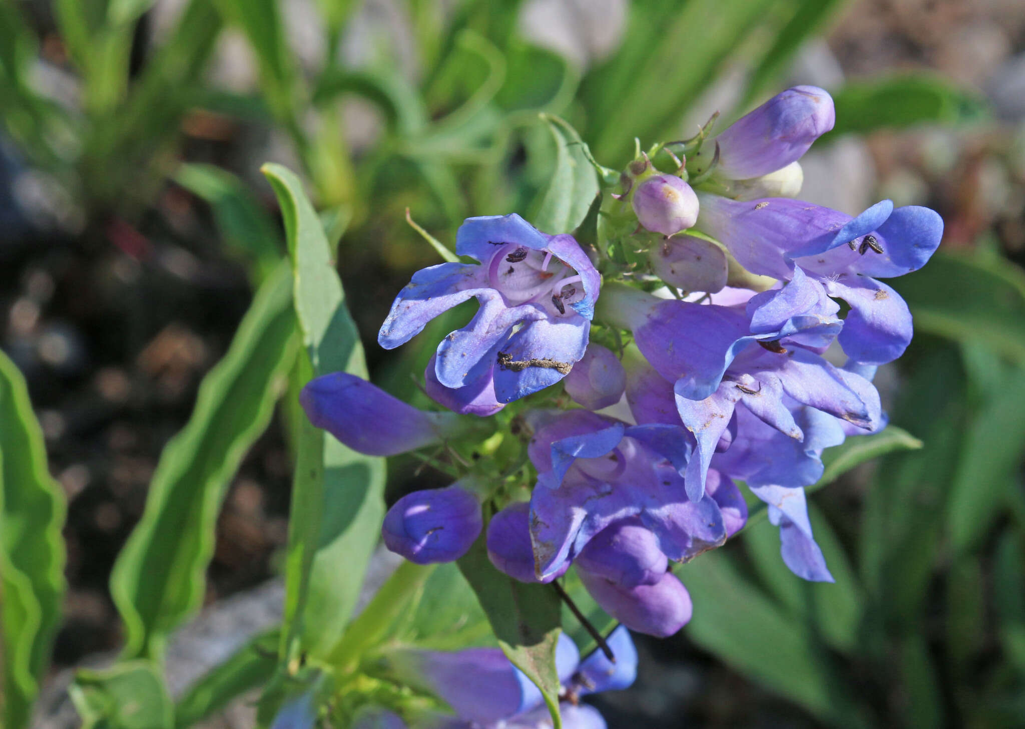 Image of compact penstemon