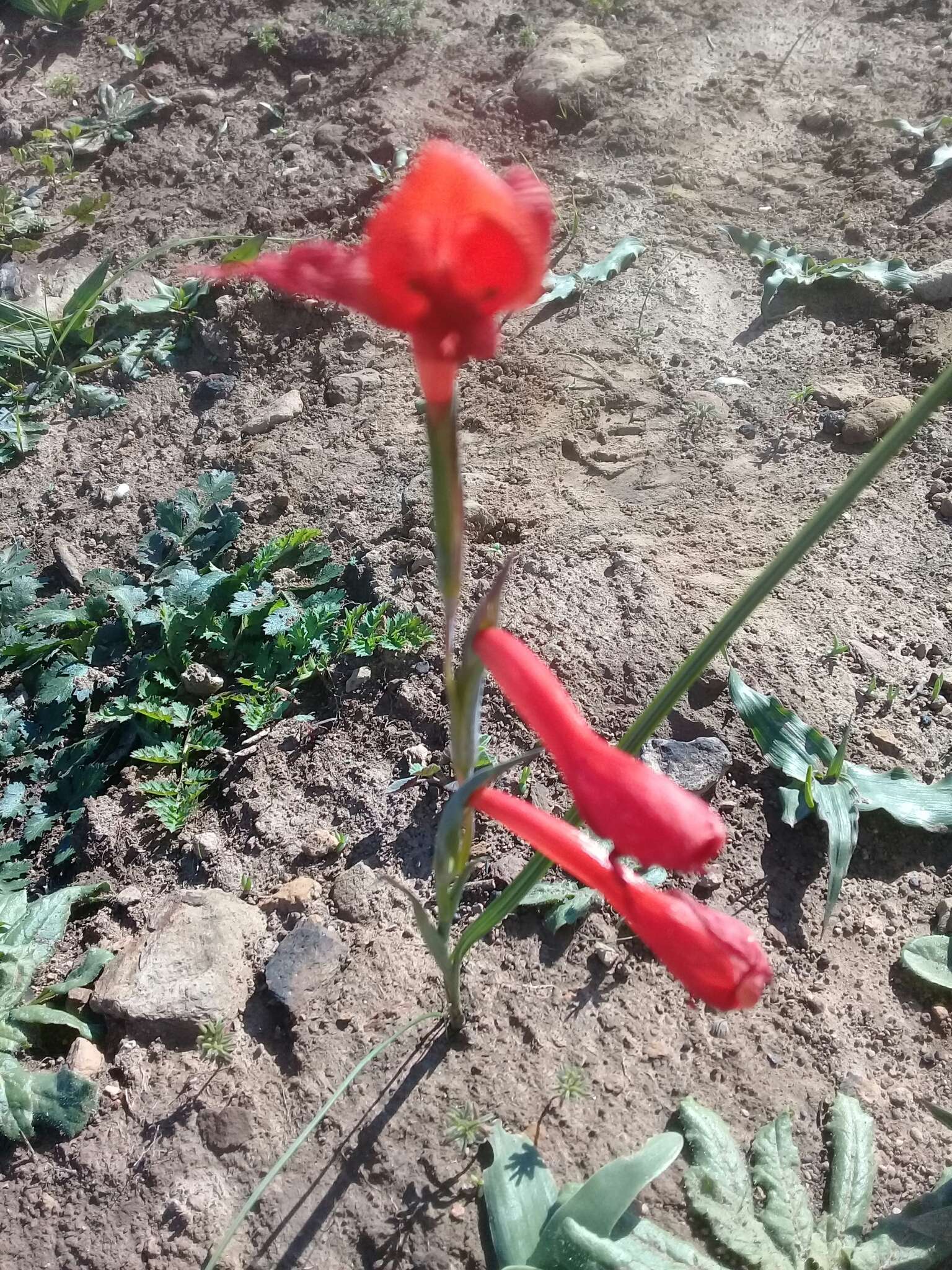 Image of Gladiolus watsonius Thunb.