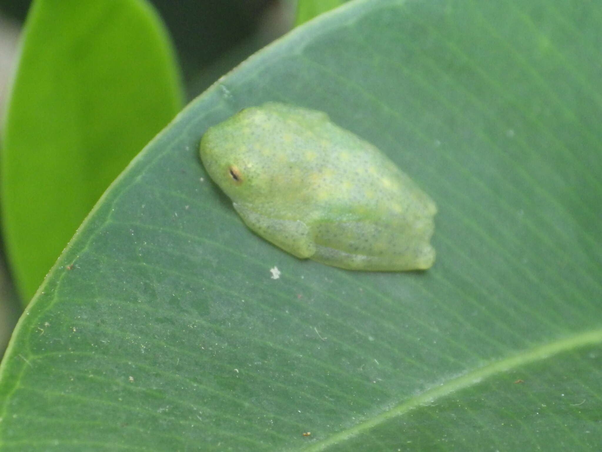 Image of Hyalinobatrachium munozorum (Lynch & Duellman 1973)