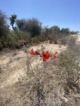 Plancia ëd Fernandoa madagascariensis (Baker) A. H Gentry