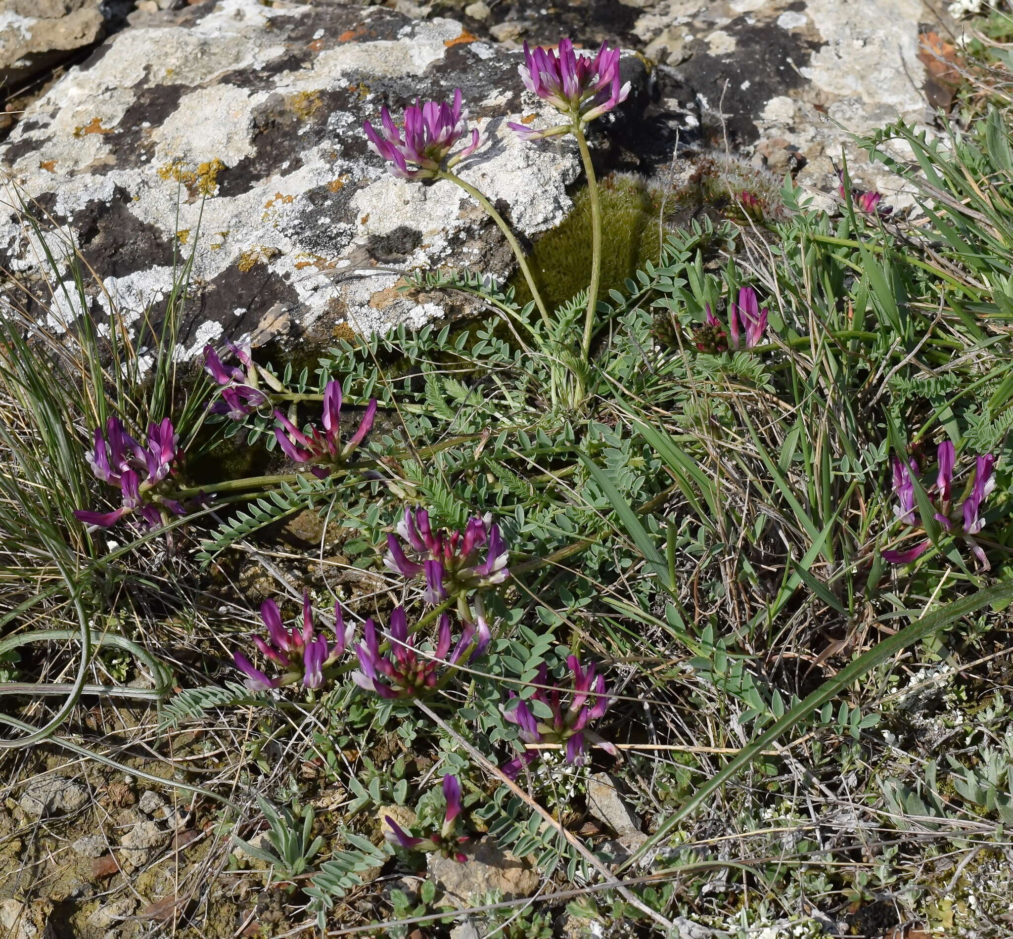 Imagem de Astragalus physodes subsp. physodes