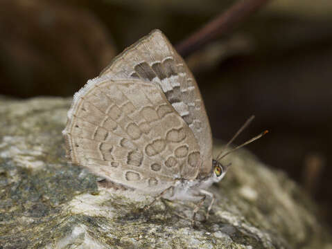 Image of <i>Arhopala ganesa</i>