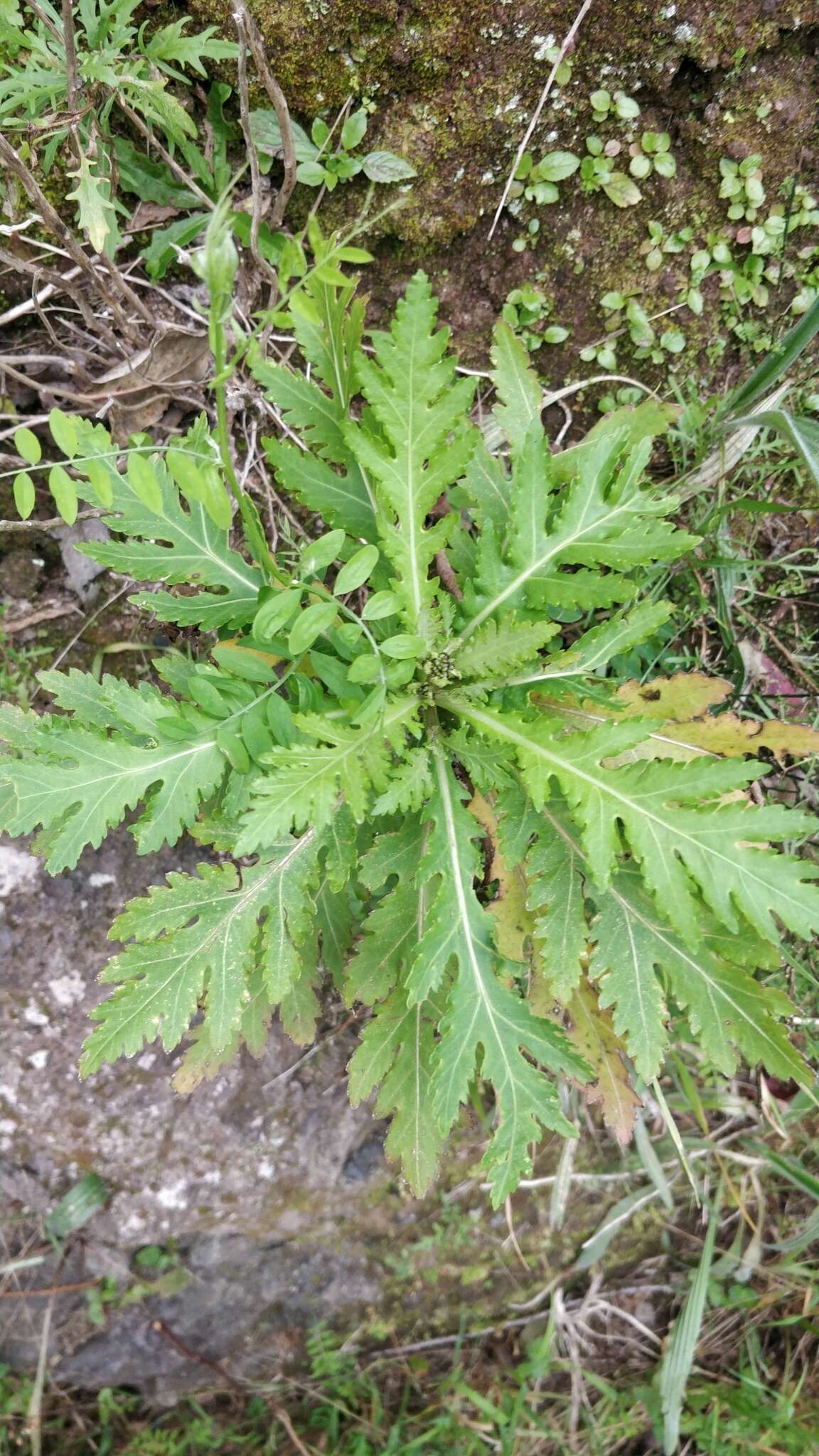 Image of Argyranthemum pinnatifidum subsp. pinnatifidum