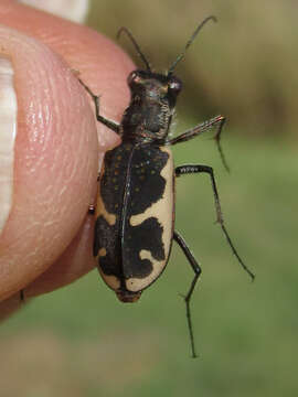 Image of Cicindela (Cicindelidia) schauppii G. Horn 1876