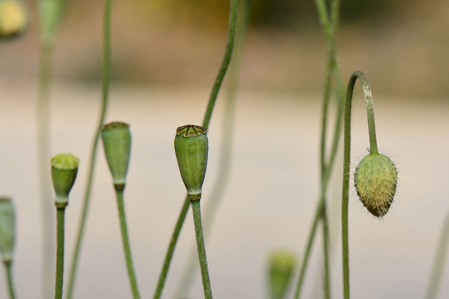 Image of Mediterranean Poppy