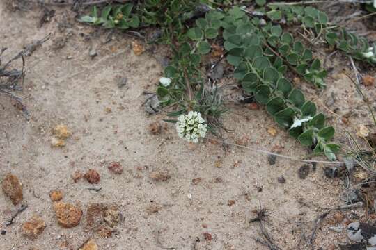 Image of bouquet false buttonweed