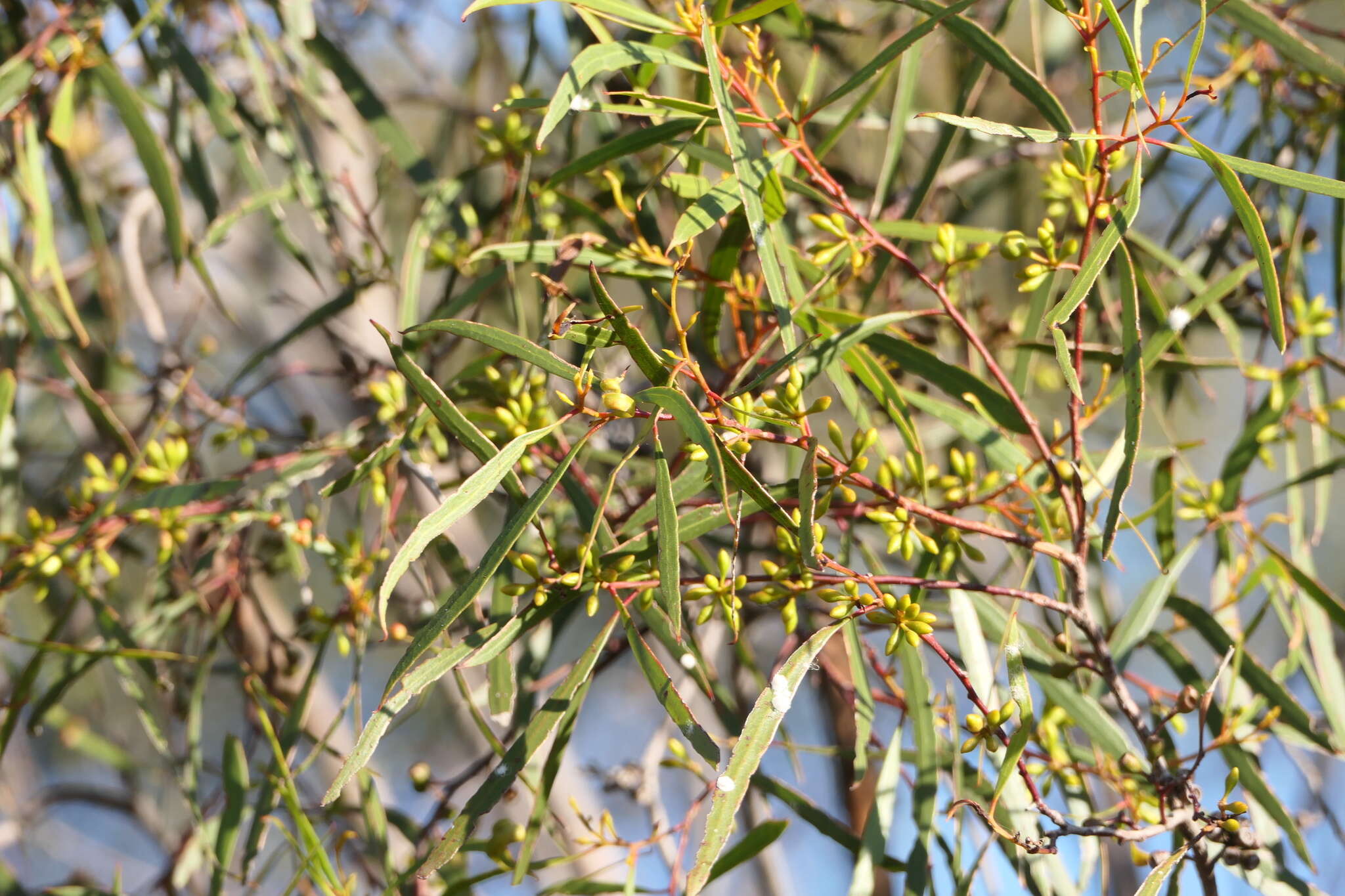 Image of Green mallee