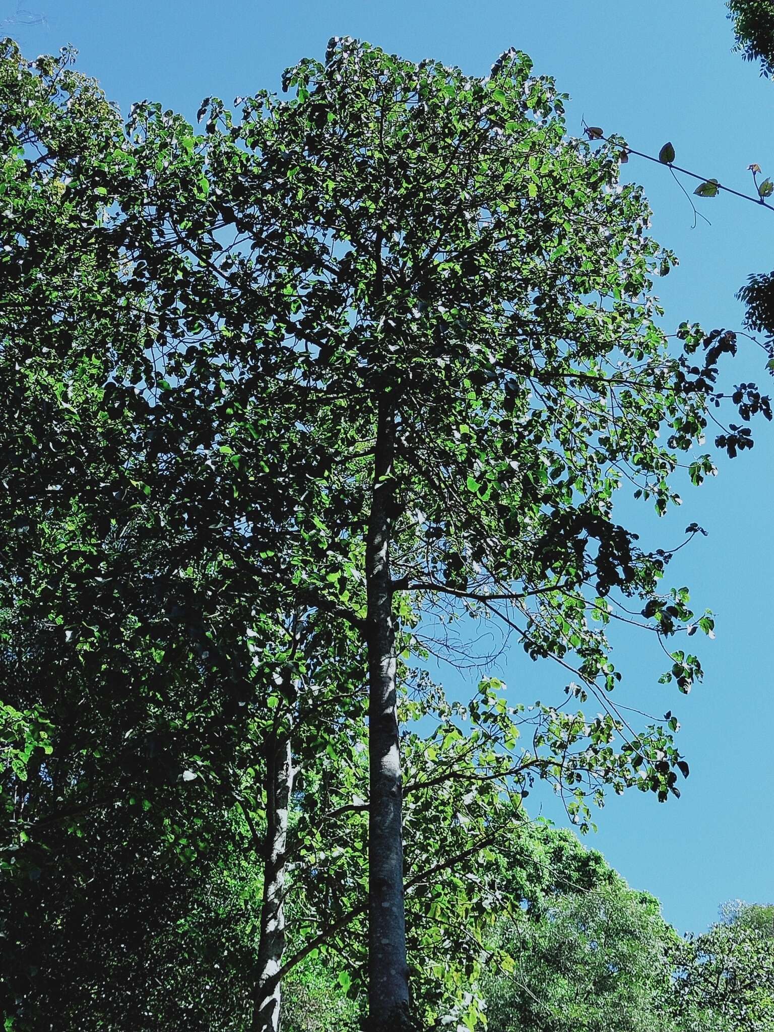 Image of Planchonella australis (R. Br.) Pierre