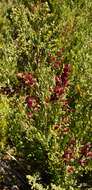 Chenopodium candolleanum subsp. candolleanum的圖片