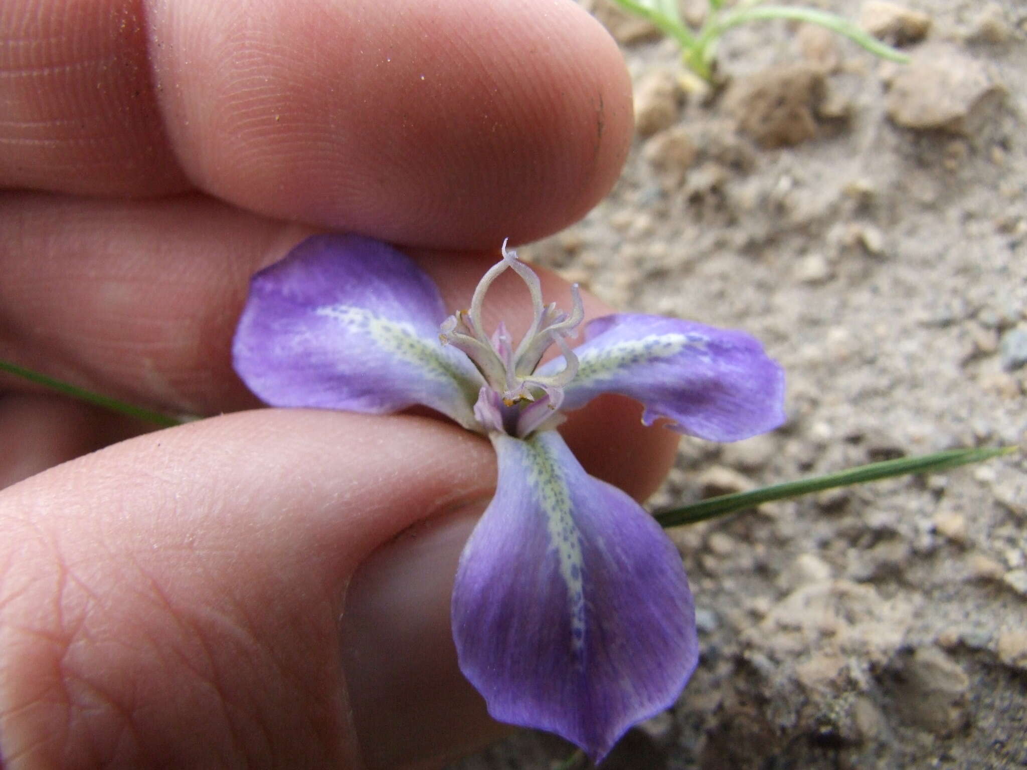 Mastigostyla hoppii R. C. Foster resmi