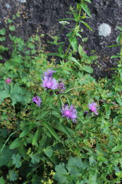 Image of Centaurea phrygia subsp. abbreviata (C. Koch) Dostál