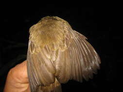 Image of Asian Red-eyed Bulbul