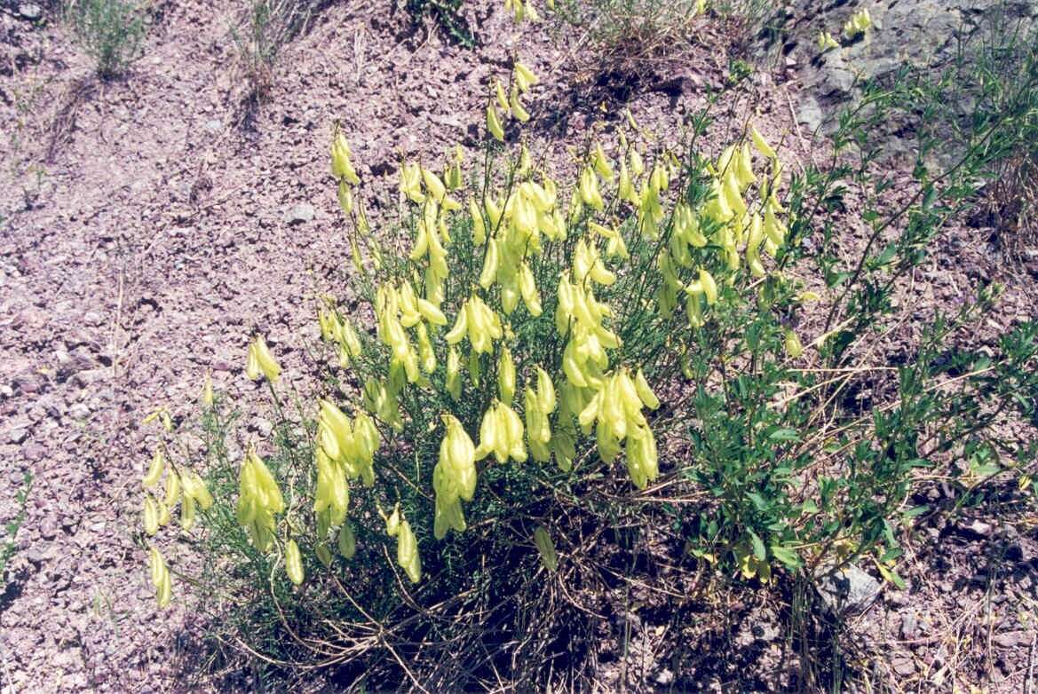 Imagem de Astragalus cusickii A. Gray