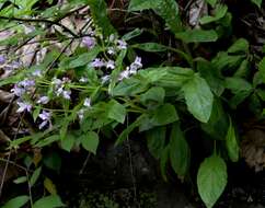 Penstemon canescens (Britt.) Britt. resmi