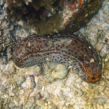 Image of Leopardfish