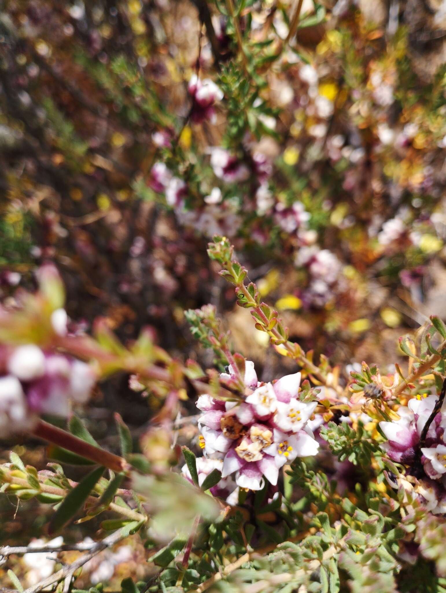 Image of Cuscuta purpurata Phil.