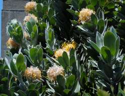 Image of Leucospermum conocarpodendron subsp. conocarpodendron